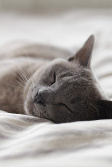 features_cat